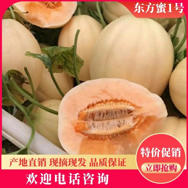 东方蜜一号甜瓜精品甜瓜1斤以上量大质优代发全国