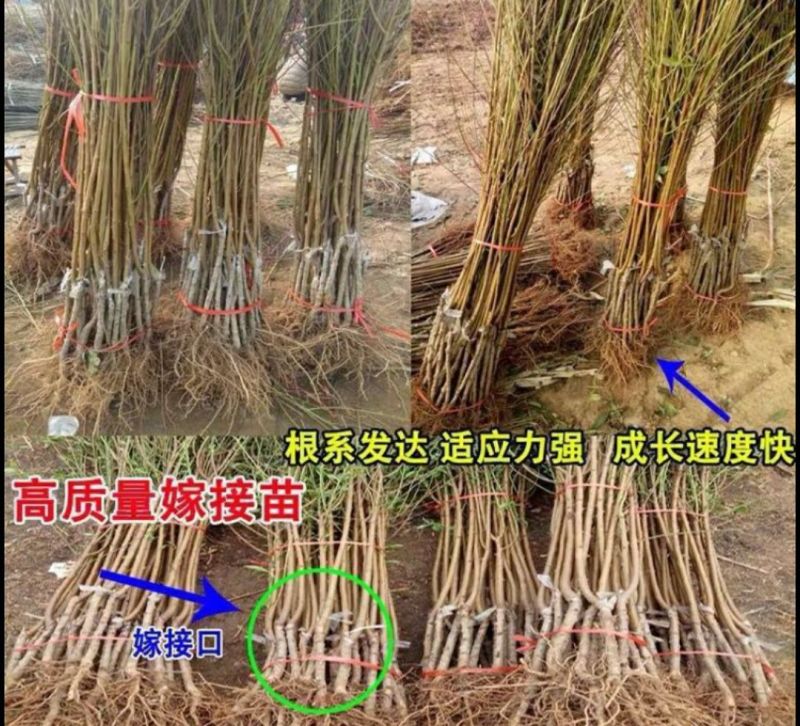 血桃苗中桃25血桃红肉离核纯甜品种直发假一赔十