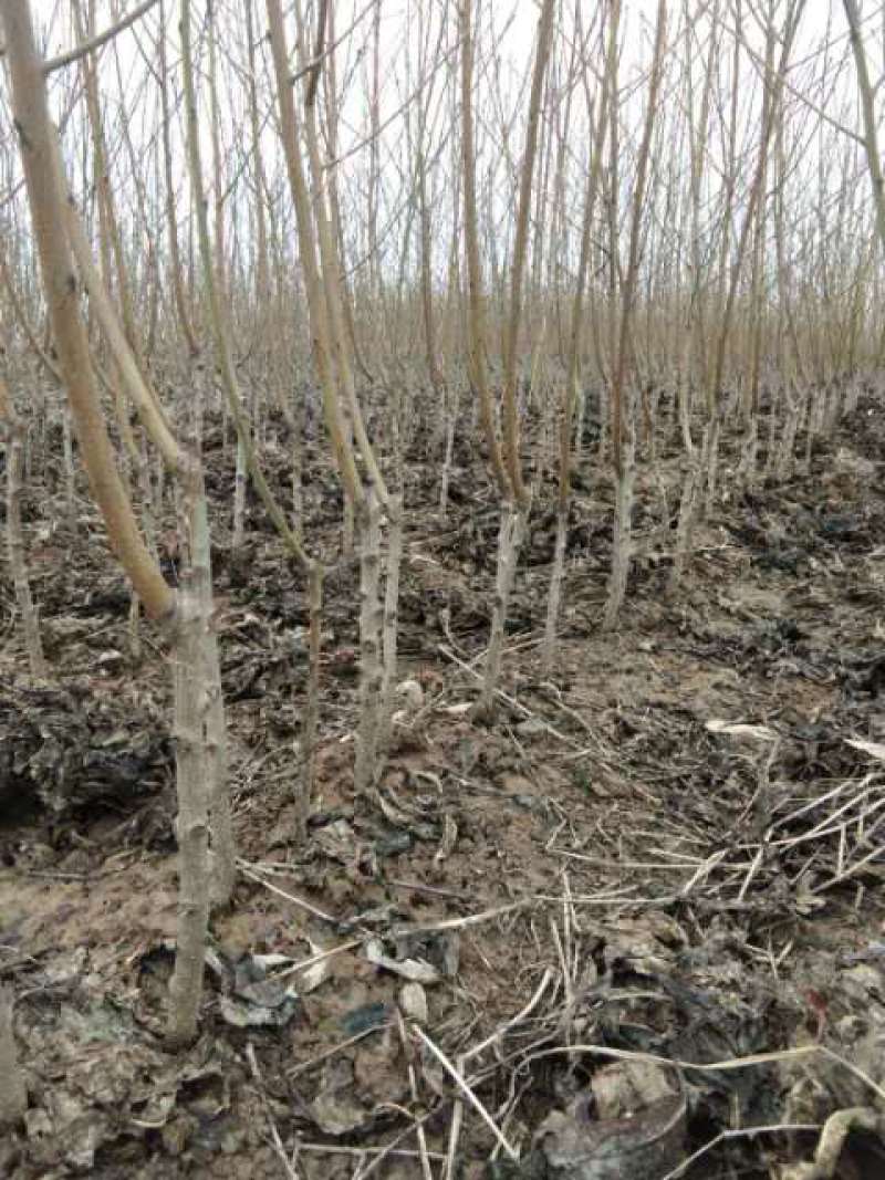 血桃苗中桃25血桃红肉离核纯甜品种直发假一赔十