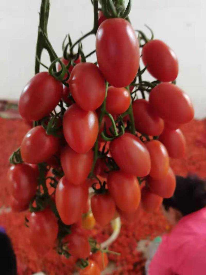 云南元谋圣女果冬红千禧大量上市量大价优甜度高可口