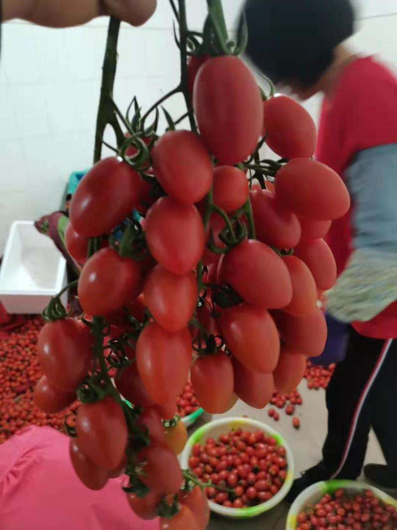 云南元谋圣女果冬红千禧大量上市量大价优甜度高可口