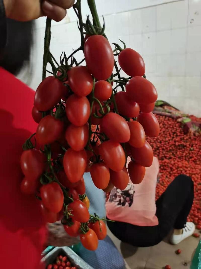 云南元谋圣女果冬红千禧大量上市量大价优甜度高可口