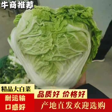 白菜，新乡小包圆头，矮颗，青叶东京868