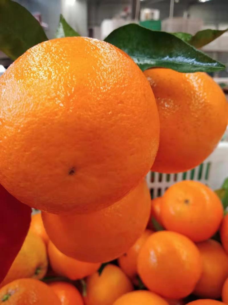 湖北宜昌中华红橙又称血橙果大皮薄，颜色红口感香甜多汁。