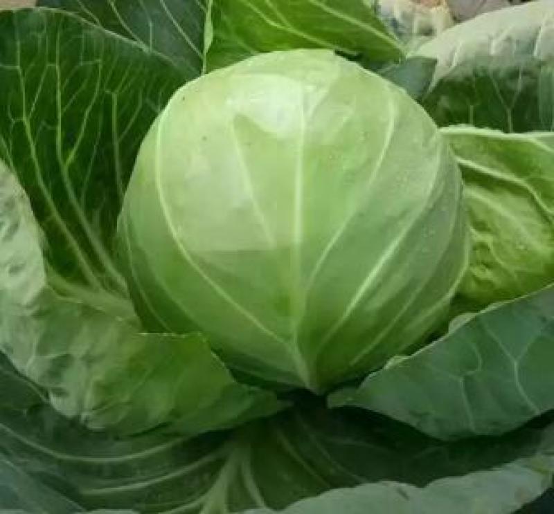 韩绿甘蓝苗绿甘蓝苗春秋甘蓝苗耐低温甘蓝苗圆白菜苗