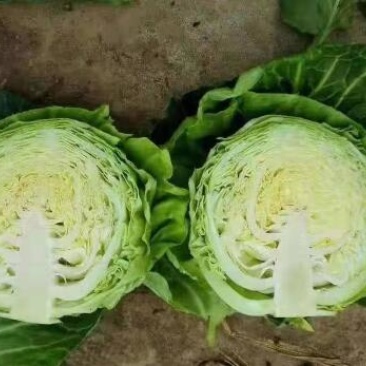 耐热甘蓝苗圆白菜苗包菜苗莲花白大头菜苗