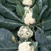 早熟松花菜苗耐热花菜苗散菜花苗60天有机菜花苗