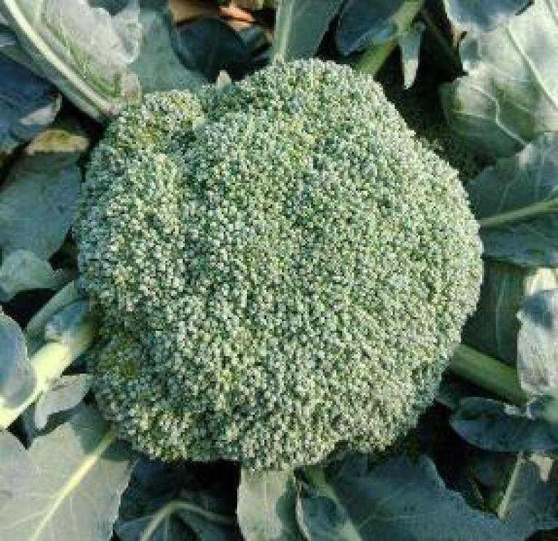 耐热西蓝花苗露天种青花菜苗绿菜花苗