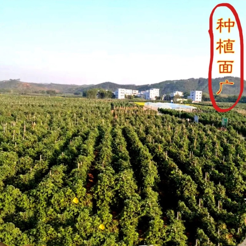 葛根苗种藤县粉葛广西梧州自产自销苗粗叶绿包邮