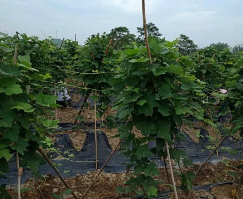 葛根苗种藤县粉葛广西梧州自产自销苗粗叶绿包邮
