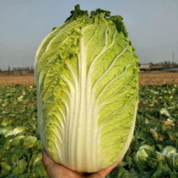 河南黄心白菜净莱3-6斤产地直供，欢迎新老客户