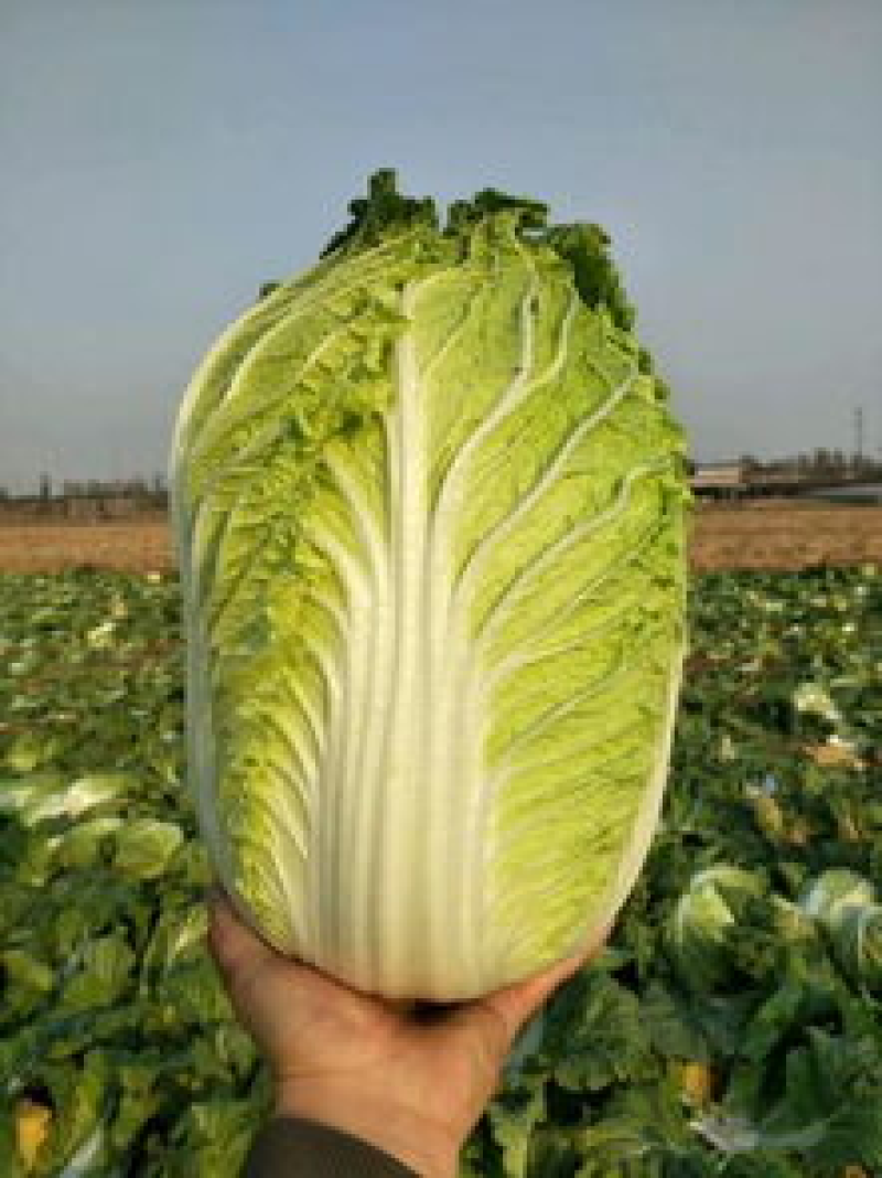 河南黄心白菜净莱3-6斤产地直供，欢迎新老客户