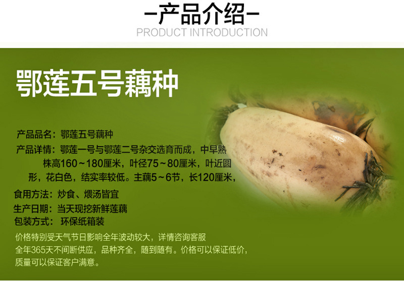 鄂莲五号(35373735)抽藕带专用-武植二号藕种