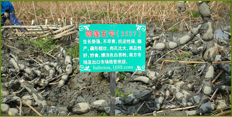 鄂莲五号(35373735)抽藕带专用-武植二号藕种