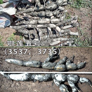 鄂莲五号(35373735)抽藕带专用-武植二号藕种