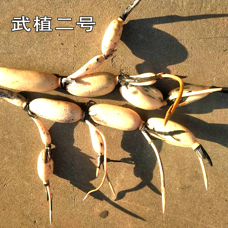鄂莲五号(35373735)抽藕带专用-武植二号藕种