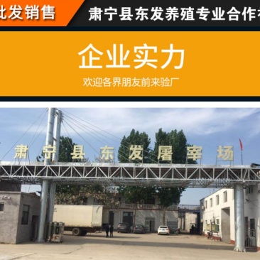 厂家供应鸭舌火锅鸭副鸭舌食材烧烤食材鸭舌酒店食材鸭舌