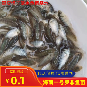 罗非鱼苗海南一号罗非鱼苗脆肉罗非鱼苗效益好
