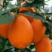 湖北秭归脐橙，长虹脐橙一手货源，现摘现发口感好果面干净