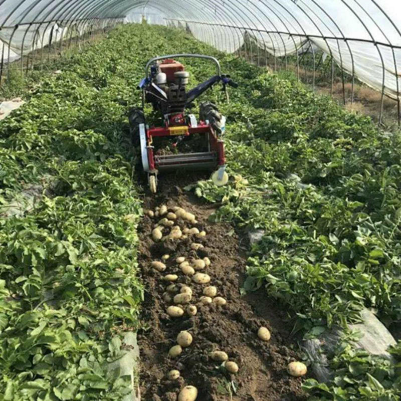 土豆地瓜收获机薯类收获机手扶四轮带动收红薯芋头机器规格多