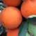 精品湖北脐橙，血橙，中华红甜度高，产地一手货源，全国发货
