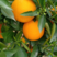 【橙子】精品伦晚脐橙果园看货看中现采全国发货欢迎选购