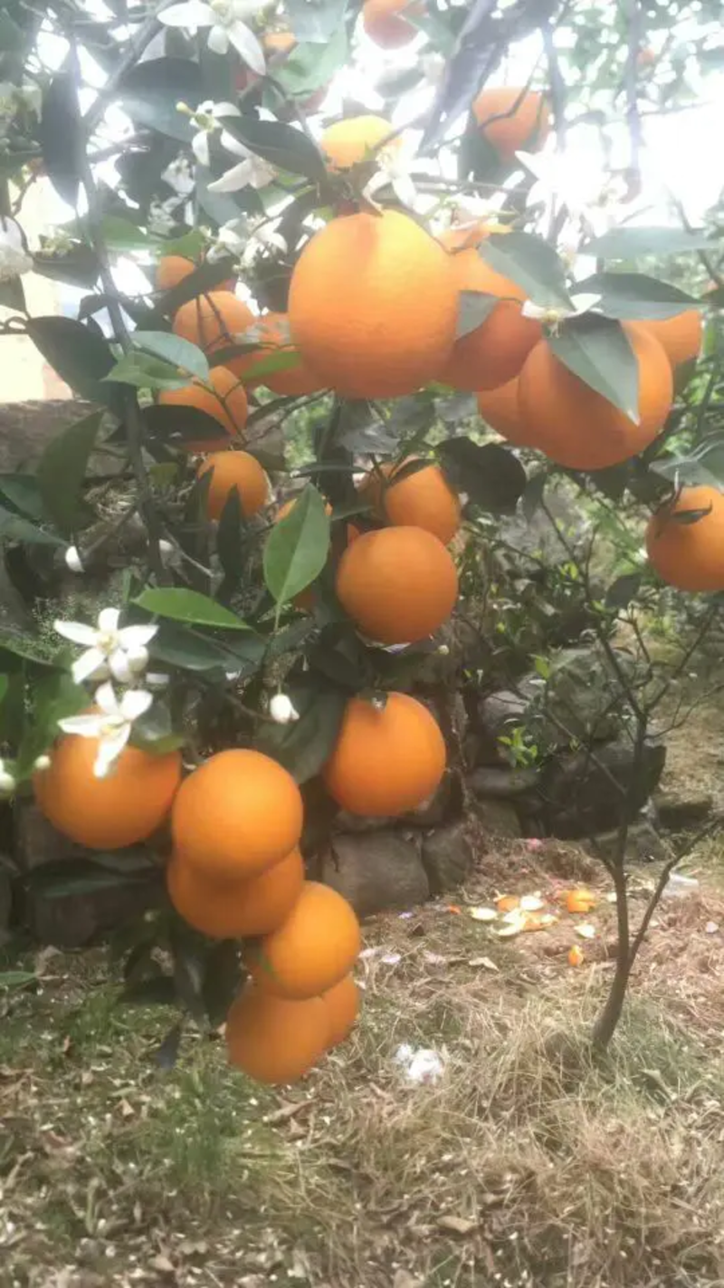 【橙子】精品伦晚脐橙果园看货看中现采全国发货欢迎选购