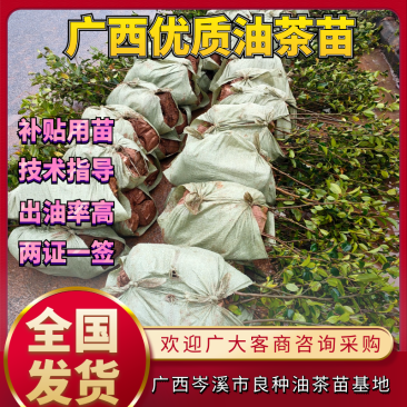 茶苗基地批发广西油茶苗岑软油茶苗岑软2号嫁接苗岑软3号