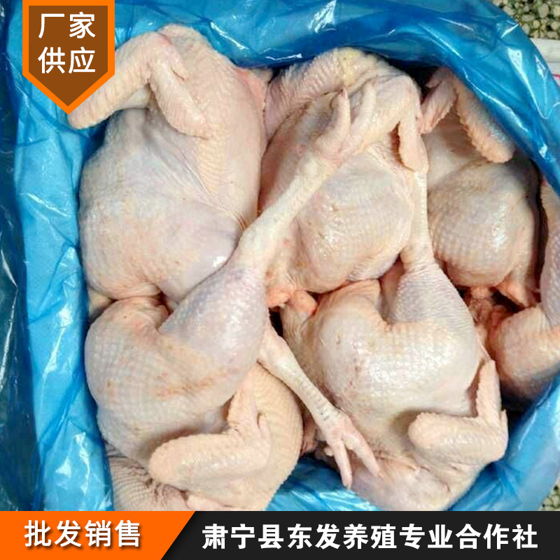 厂家供应老鸡22斤/件餐饮吊汤热菜老鸡新鲜冷冻鸡肉