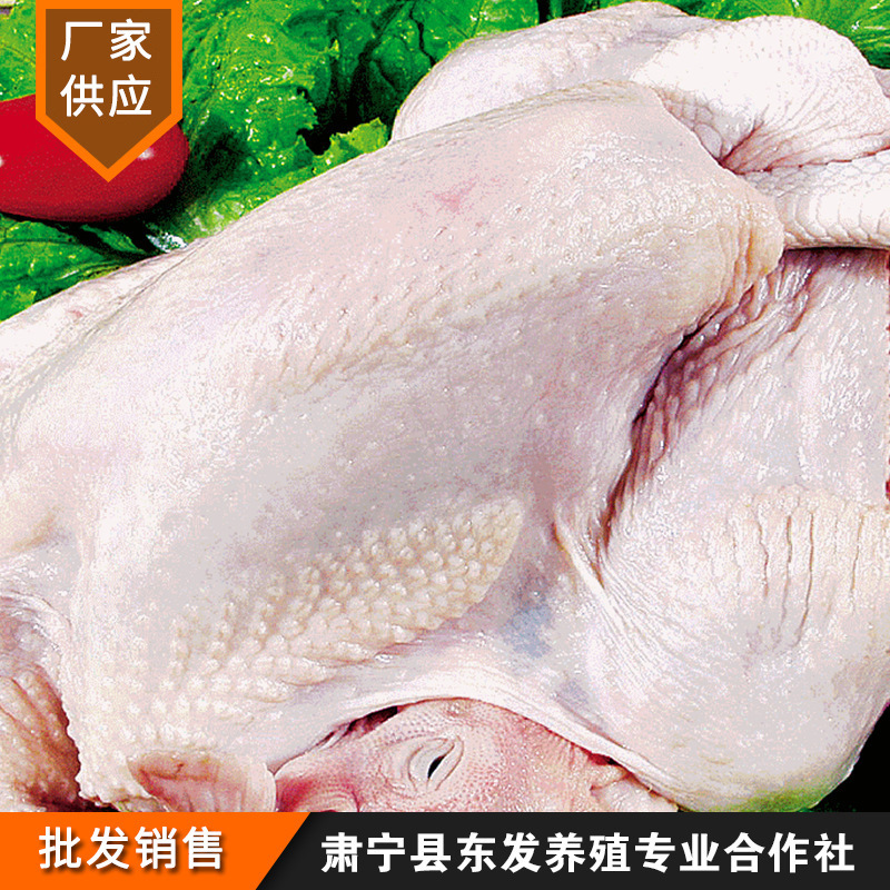 厂家供应老鸡22斤/件餐饮吊汤热菜老鸡新鲜冷冻鸡肉