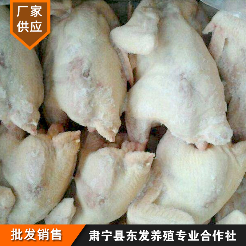 厂家供应老鸡22斤/件餐饮吊汤热菜老鸡新鲜冷冻鸡肉