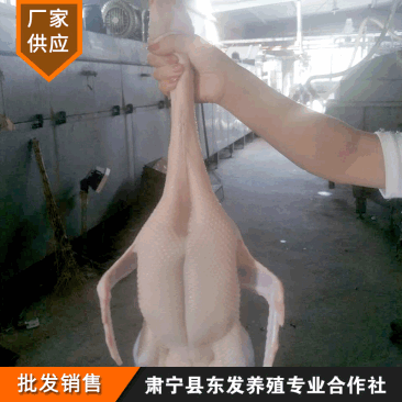 厂家供应开背老麻鸭鸭肉供应冰鲜冷冻白条鸭批发麻鸭