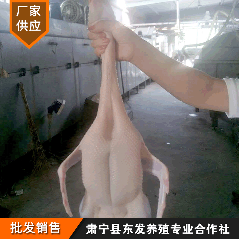 厂家供应开背老麻鸭鸭肉供应冰鲜冷冻白条鸭批发麻鸭