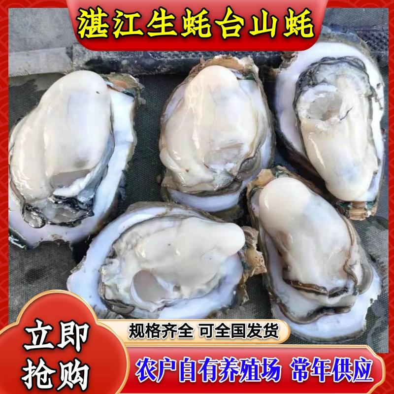 广东湛江生蚝台山蚝，自家养殖批发，常年供应，向全国发货