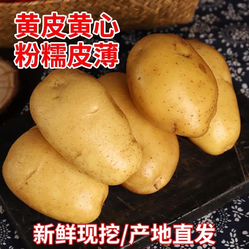 优质荷兰十五土豆现货大量供应可视频看货，品质保证