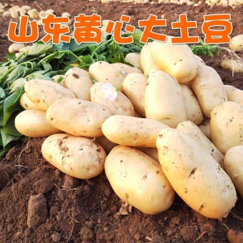 优质荷兰十五土豆现货大量供应可视频看货，品质保证