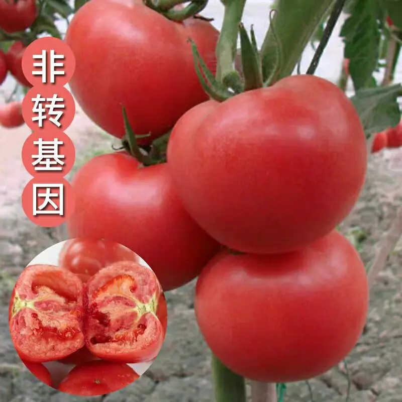 西红柿苗种子已脱毒品种全售后好有中华粉冠硬果