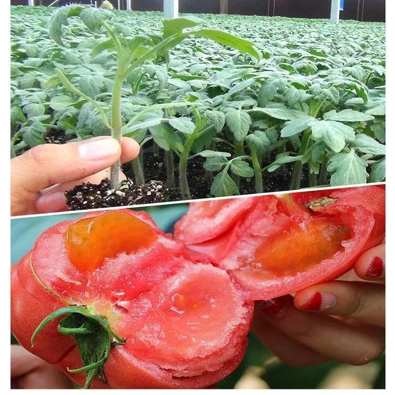 西红柿苗种子已脱毒品种全售后好有中华粉冠硬果