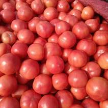 粉红西红柿颜色好果形好新鲜上市货源充足保证质量