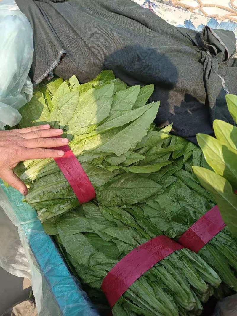 油麦菜，大量上市一手货源，质量很好，高度30～40公分