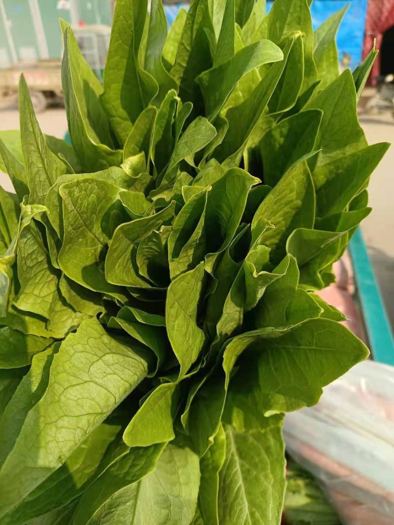 油麦菜，大量上市一手货源，质量很好，高度30～40公分