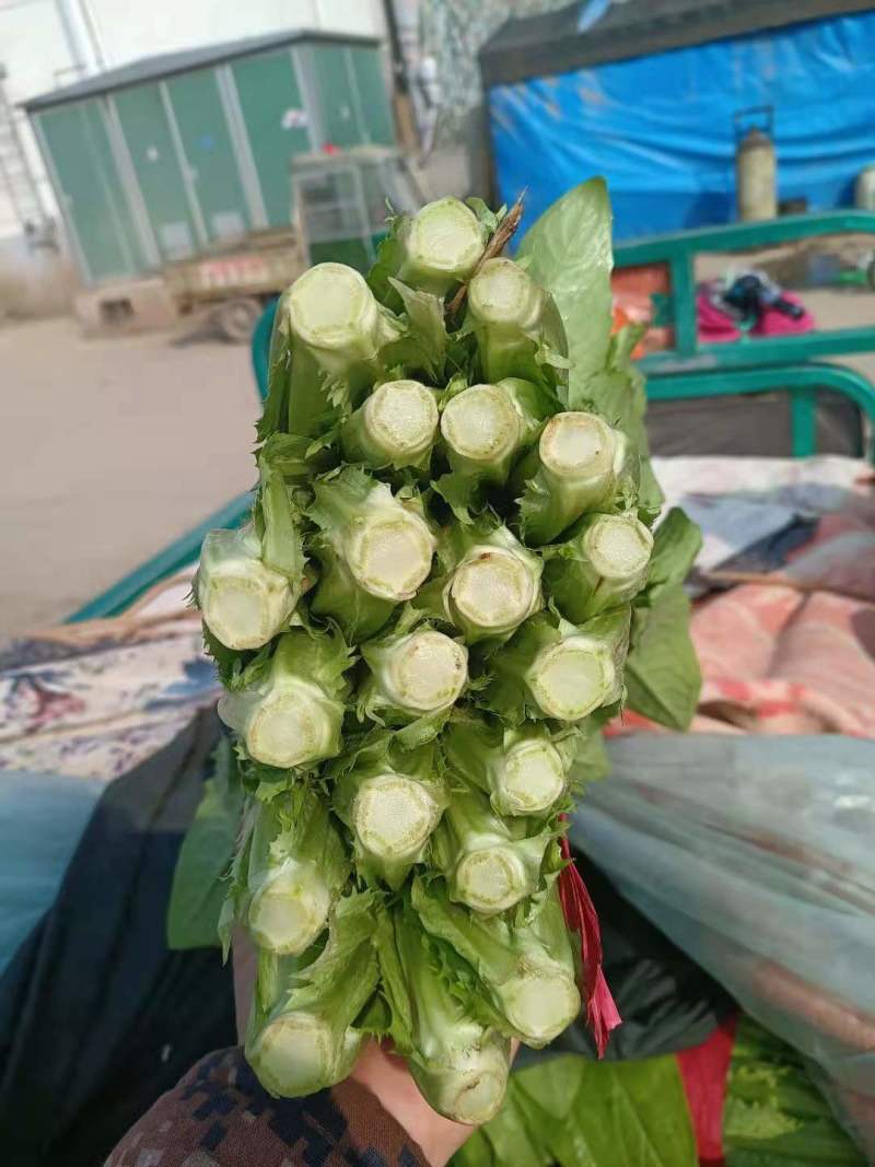 油麦菜，大量上市一手货源，质量很好，高度30～40公分