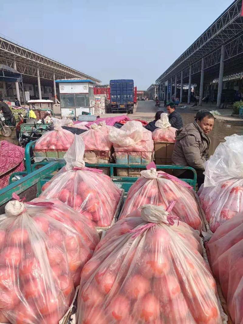 西红柿，果形优美，质量很好，有本地有外地常年供应可详谈