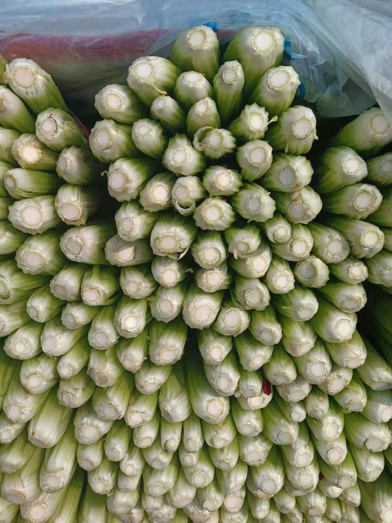 芹菜，60—70公分有粗有细保证质量现摘现发货源充足