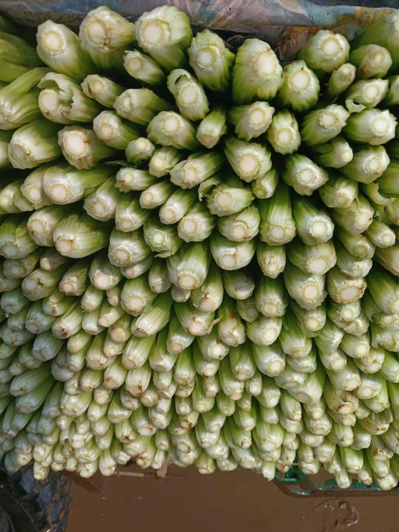 精品芹菜质量相当不错细跟，粗跟规格齐全质量保证可详谈
