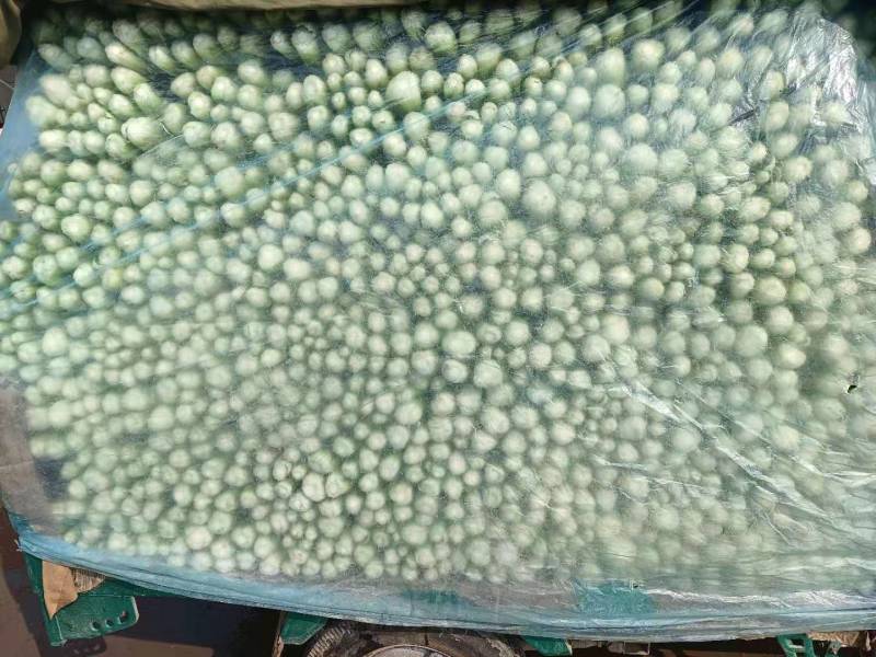 精品芹菜质量相当不错细跟，粗跟规格齐全质量保证可详谈