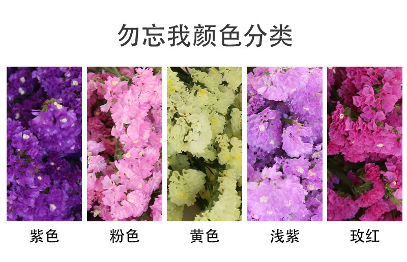 云南勿忘我鲜花情人草水晶草干花按斤卖摆摊夜市