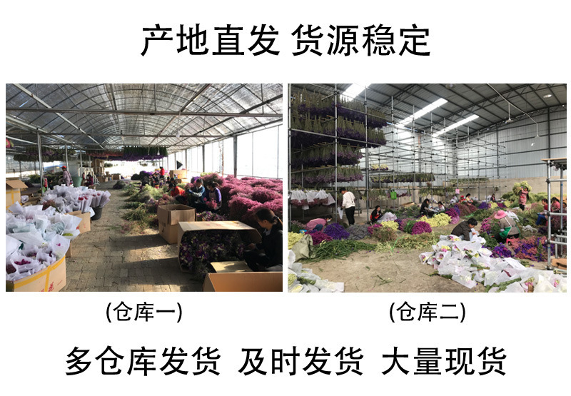 云南勿忘我鲜花情人草水晶草干花按斤卖摆摊夜市
