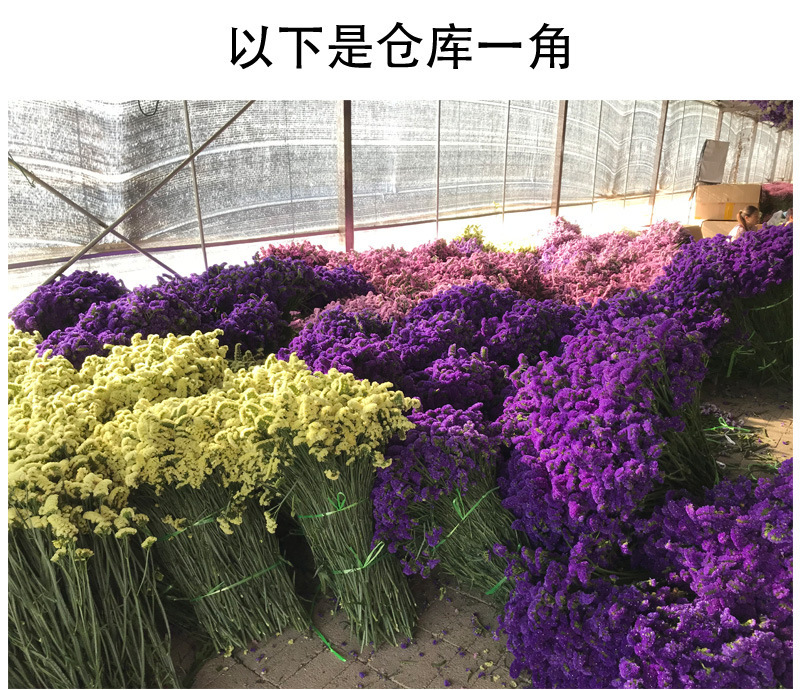 云南勿忘我鲜花情人草水晶草干花按斤卖摆摊夜市
