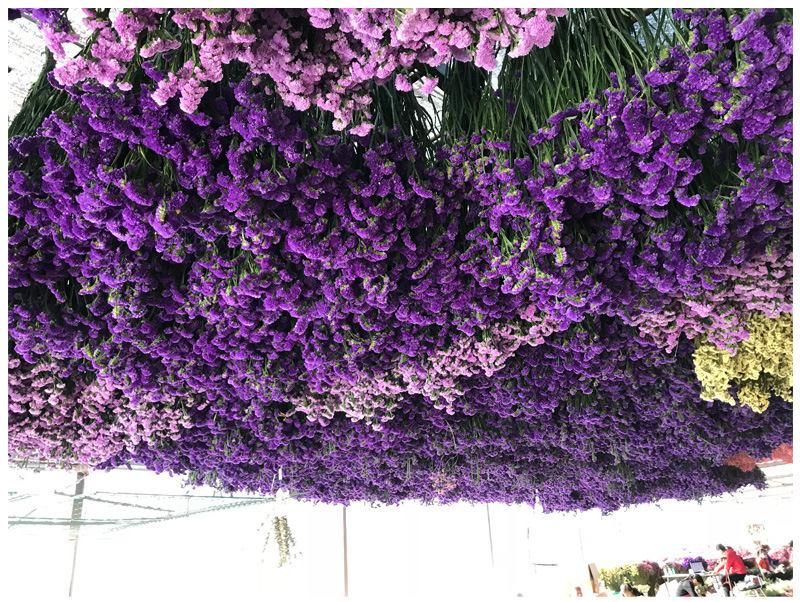 云南勿忘我鲜花情人草水晶草干花按斤卖摆摊夜市